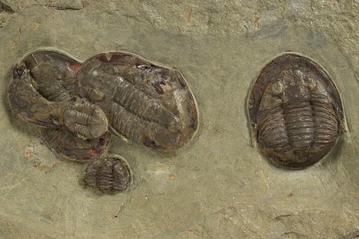 Cluster of Four Trilobites - Fezouata Formation #328560